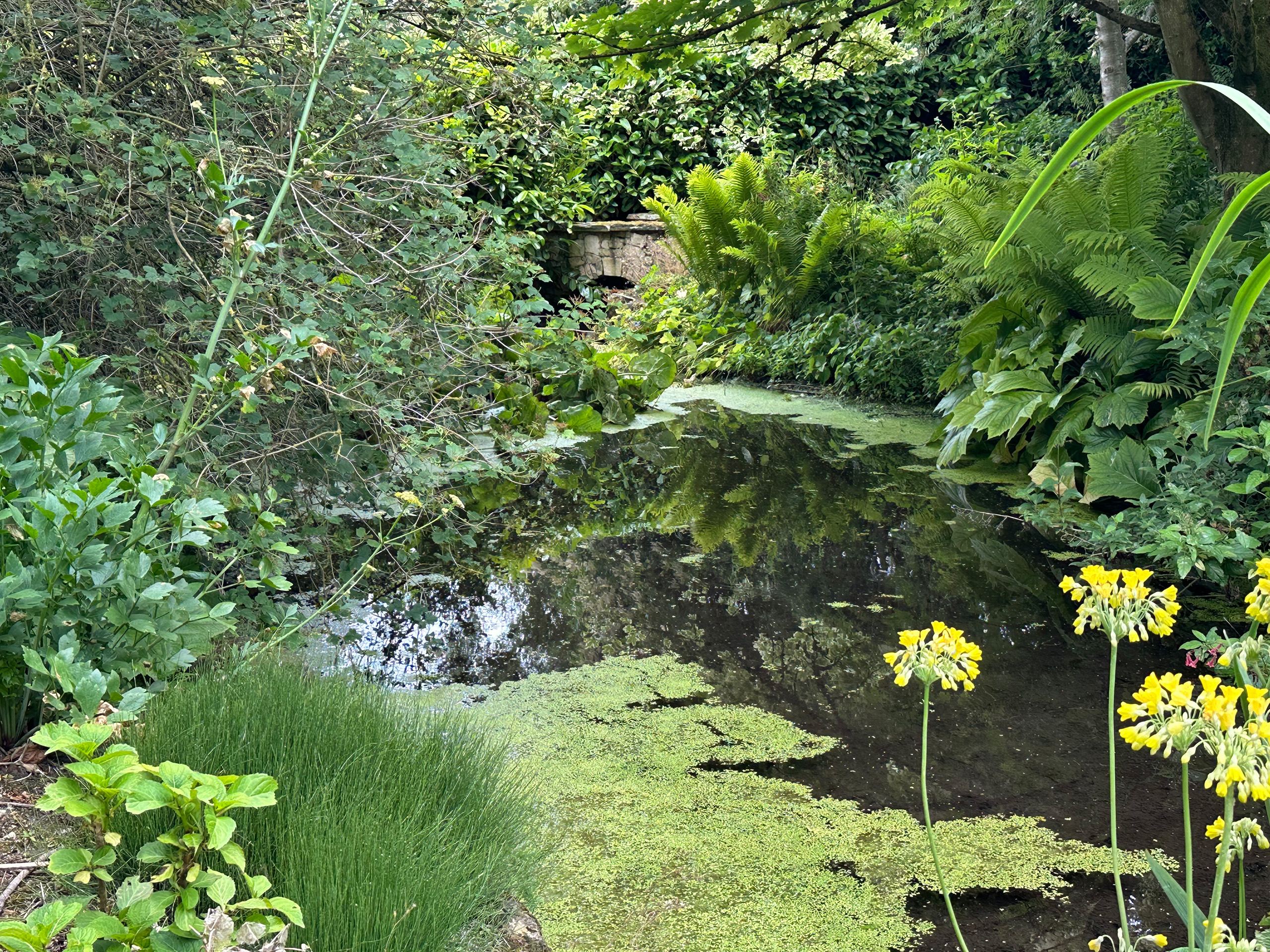 A lake surrounded by green ferns.