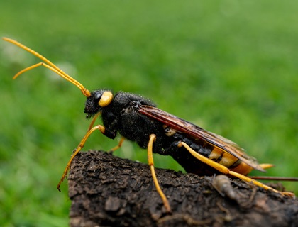 A closeup image of a giant wood wasp insect with yellow legs standing on the stone