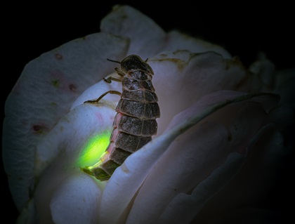 A closeup shot of a Lampyris noctiluca, glow-worm on a flower