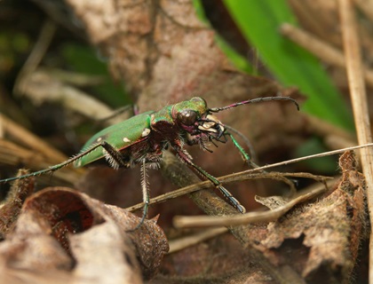 Closeup on the green tiger beetle, Cicindela campestris, on the forest floor