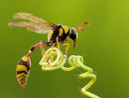 Heath Potter Wasp
