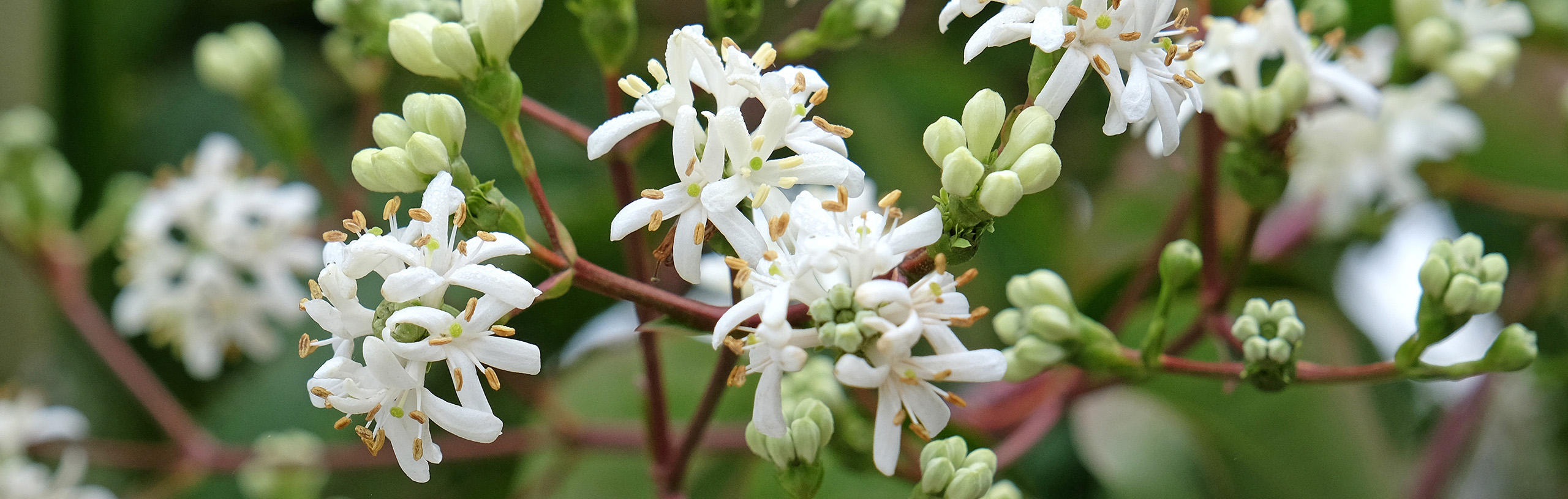 A branch with clusters of small white flowers.