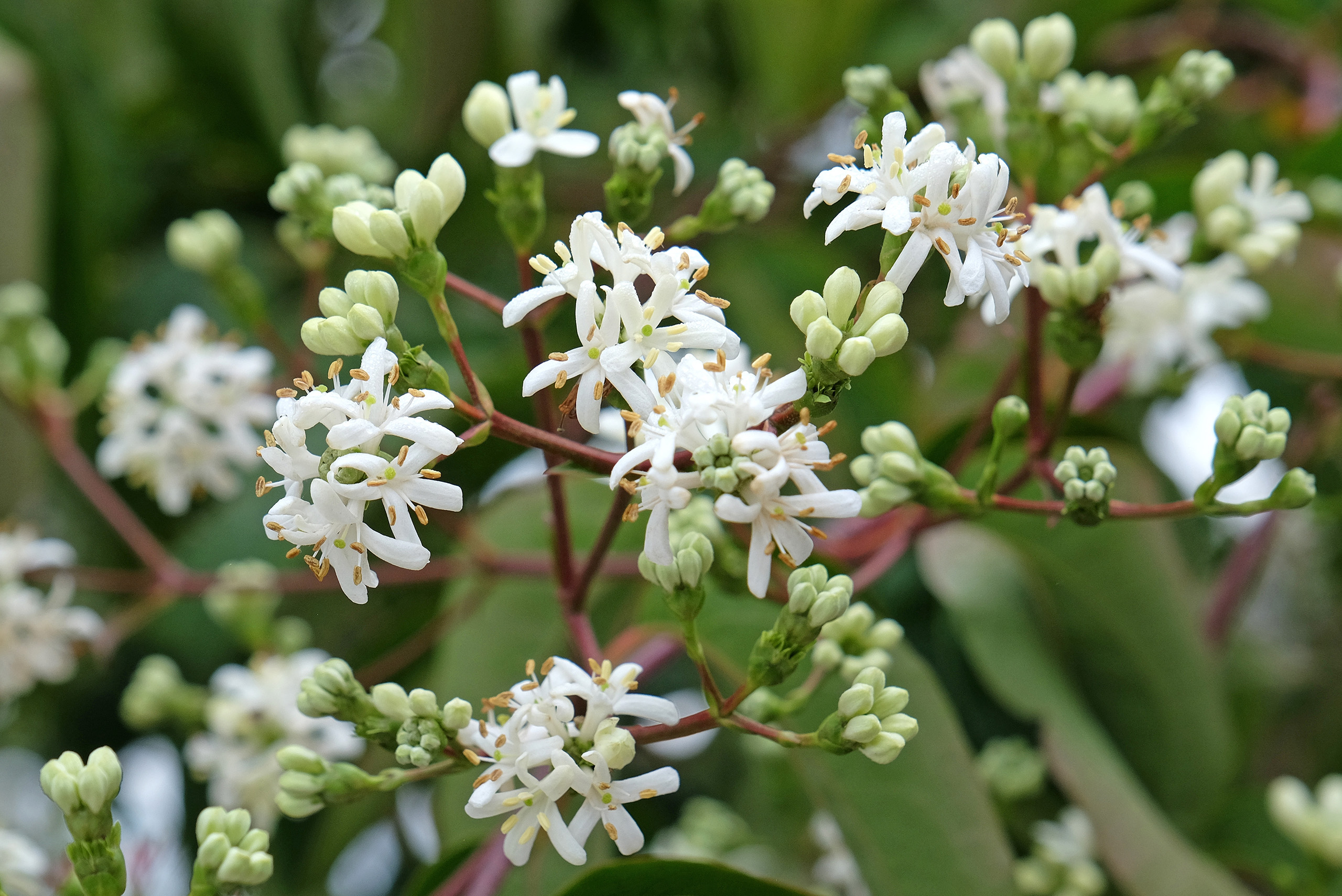 A cluster of white flowers.