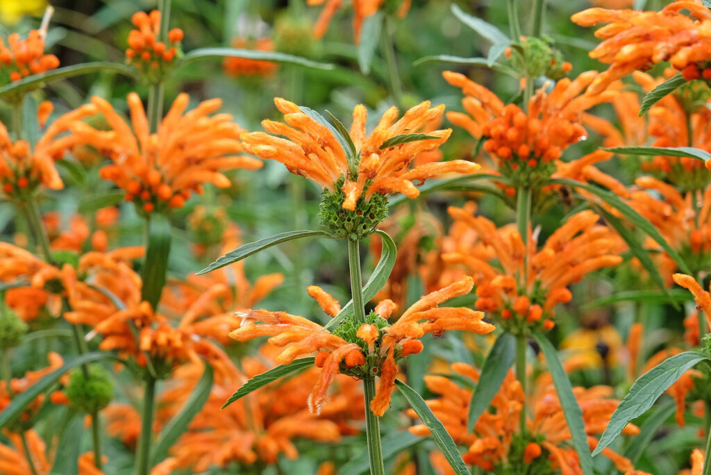 Tall stems with whorls of reddish orange to red flowers.