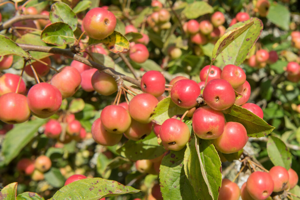 Clusters of small red cherry-like fruits.