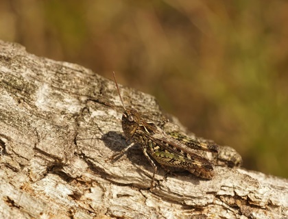 A Mottled Grasshopper