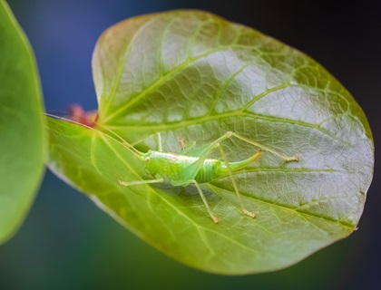 Oak Bush Cricket