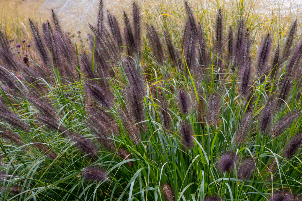 A clump of tall grass with stems of black brush-like flowers.