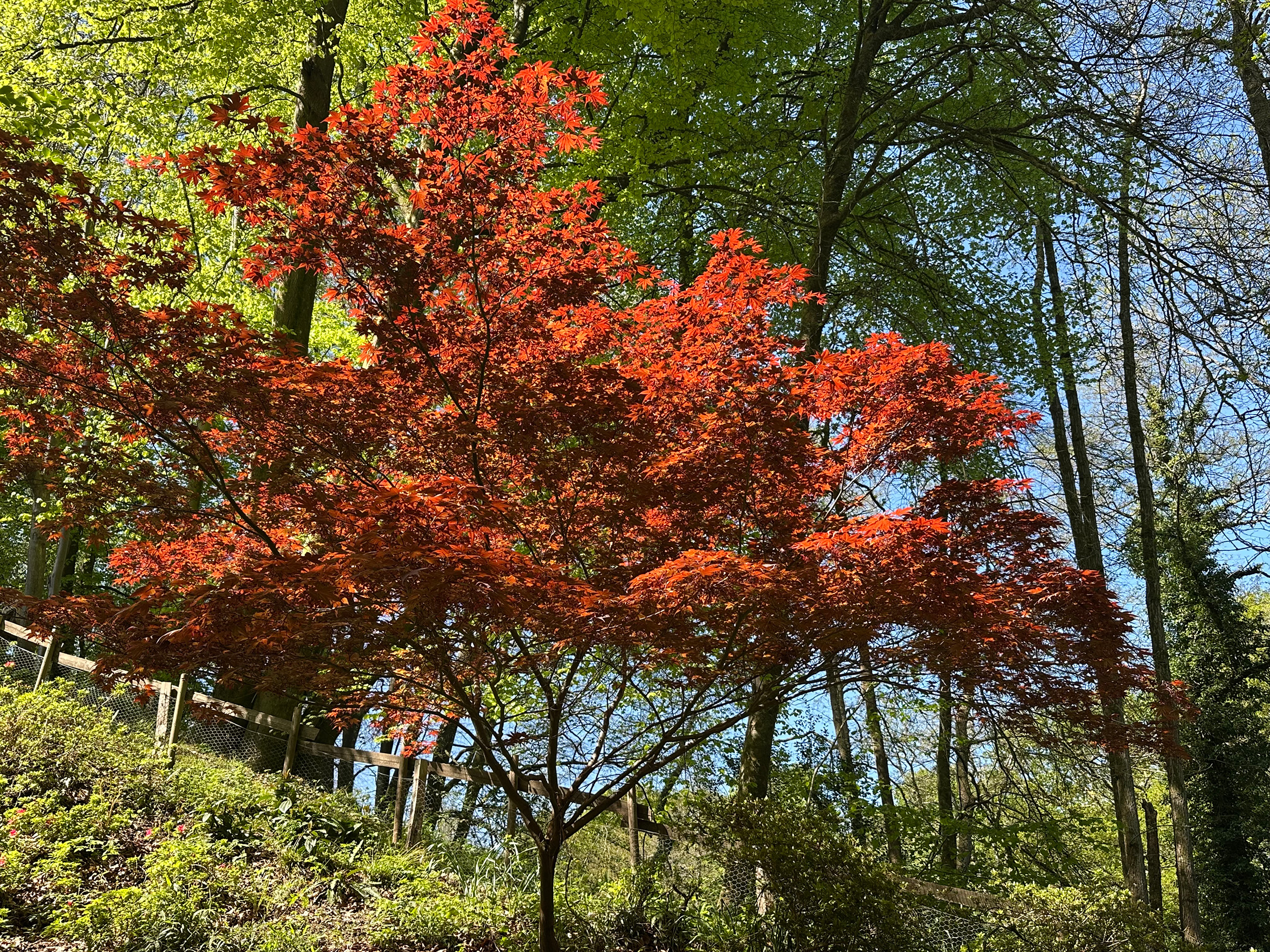 An acer tree of orange and red leaves.