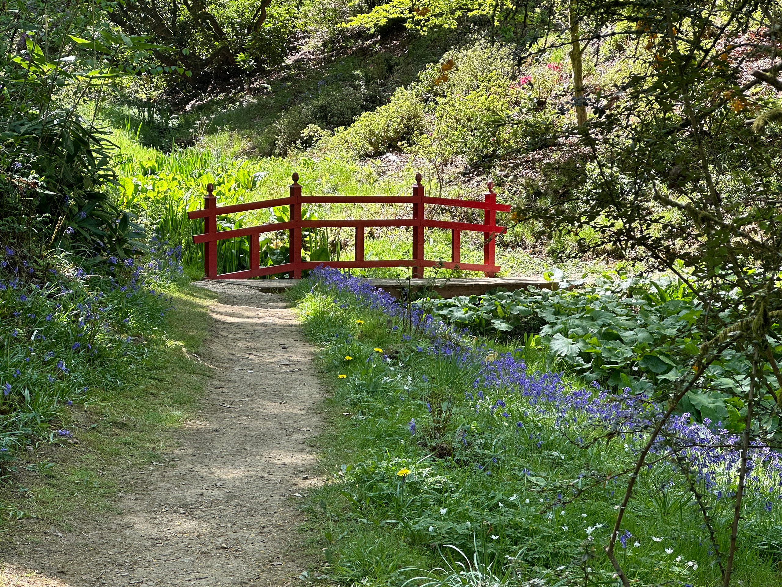 A footpath leading to a wooden bridge and flanked by bluebells.