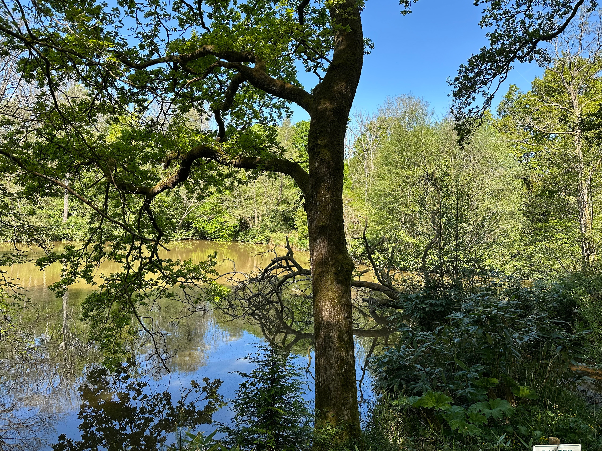 A tree beside a lake, with a reflection in the water.
