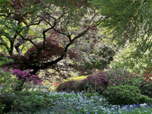 A tree canopy with woodland flowers growing beneath.