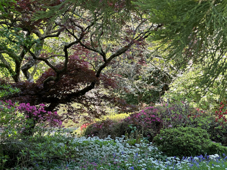 A tree canopy with woodland flowers growing beneath.