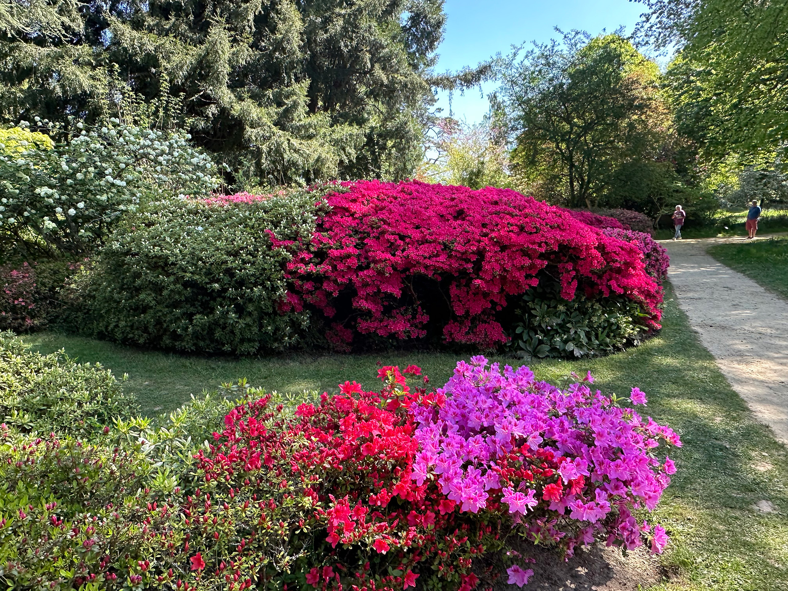 Pink and red rhododendrons beside a footpath.