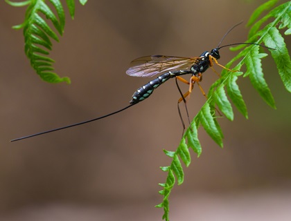 Sabre wasp resting on green bracken