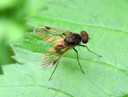 Snip fly Chrysopilus cristatus 420