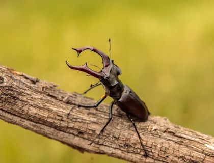 male stag beetle in natural habitat
