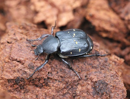 The variable Chafer beetle on rotten wood.