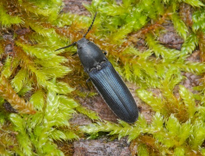 The Violet Click Beetle