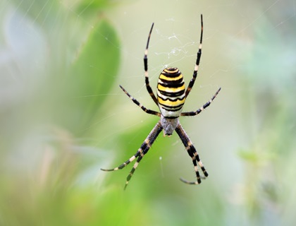 The Wasp Spider