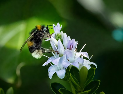 White-tailed Bumble Bee