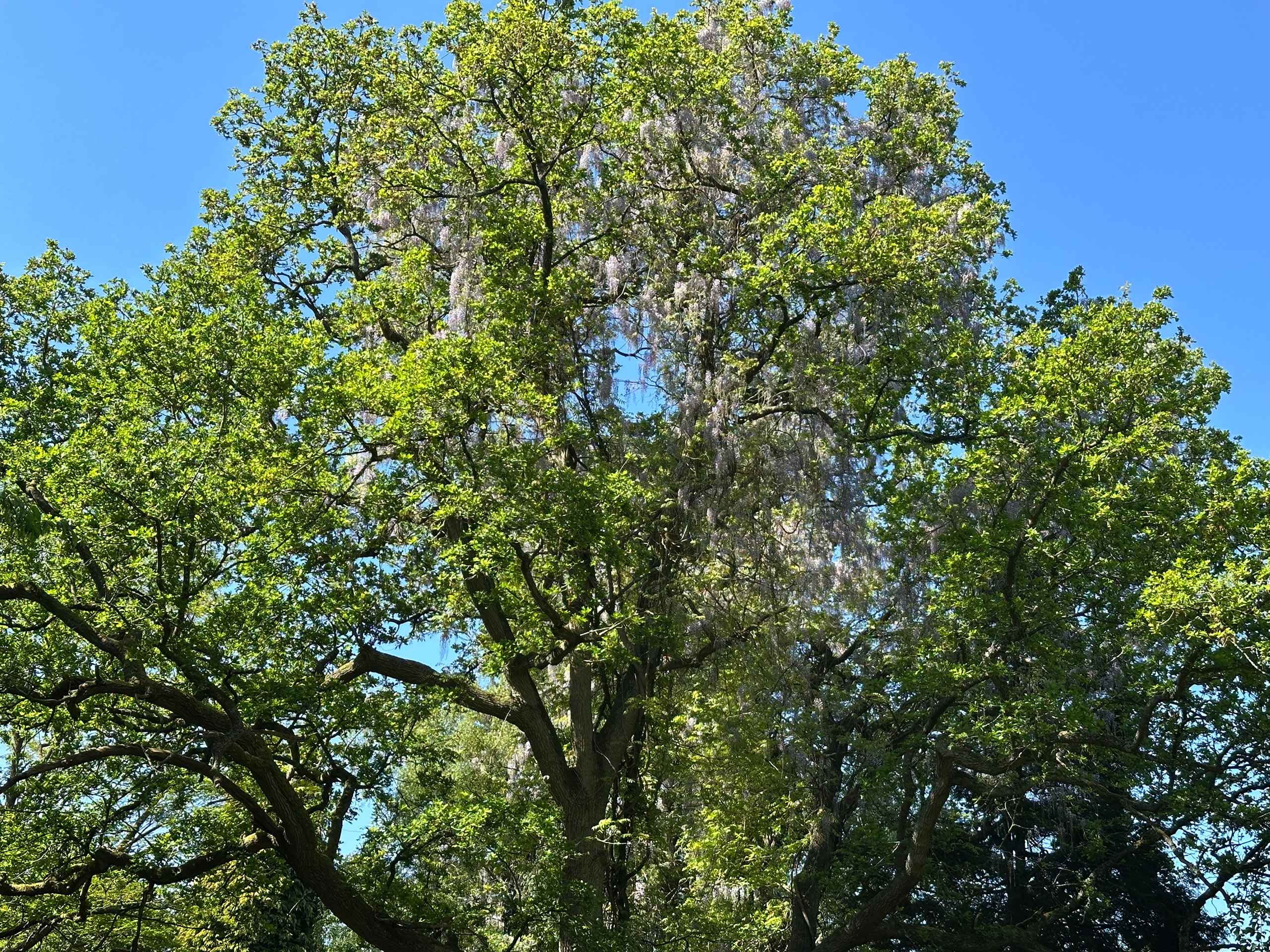 Wisteria growing on a tall tree.