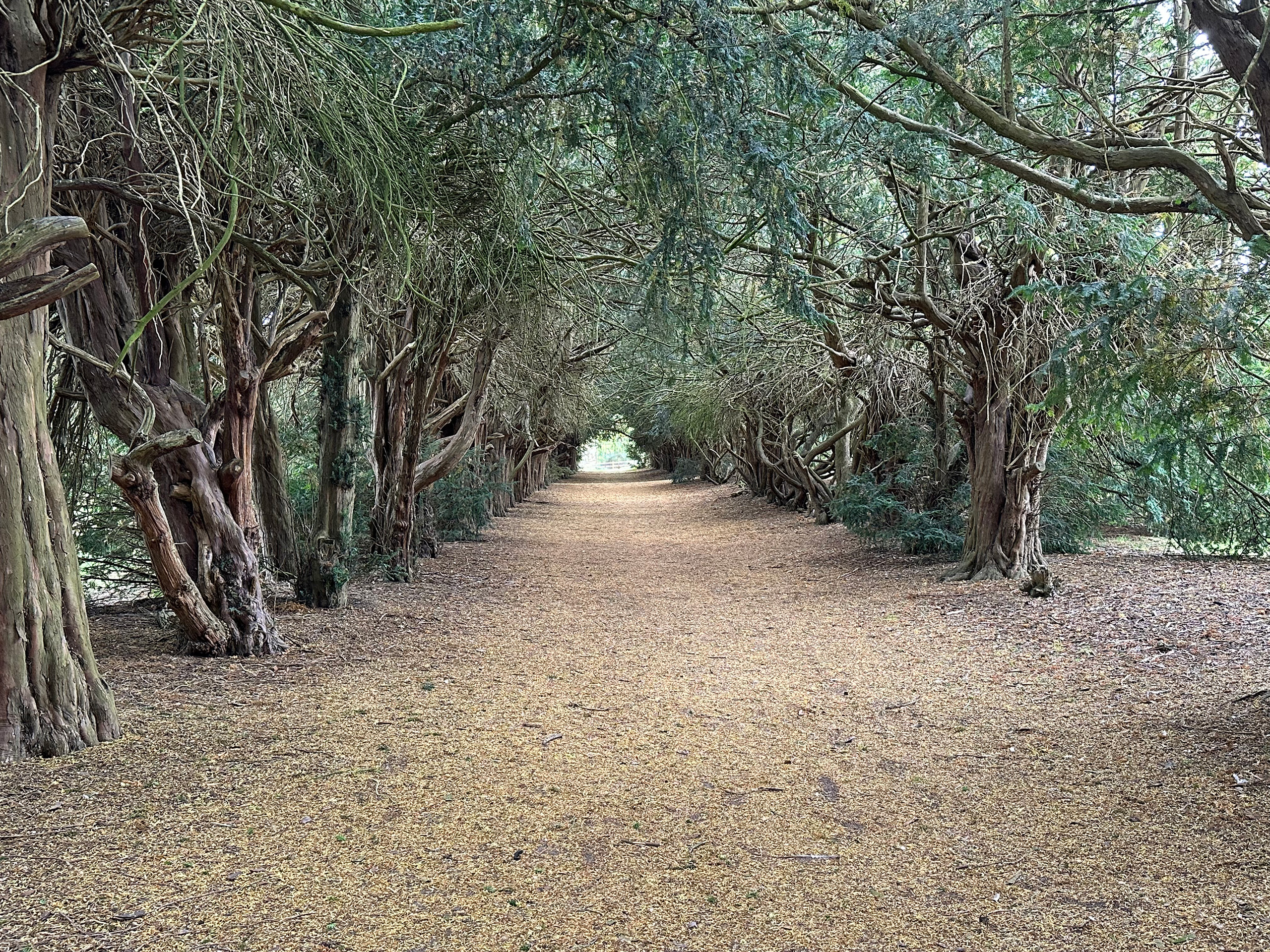 A footpath leading to a wooden bridge and flanked by bluebells.