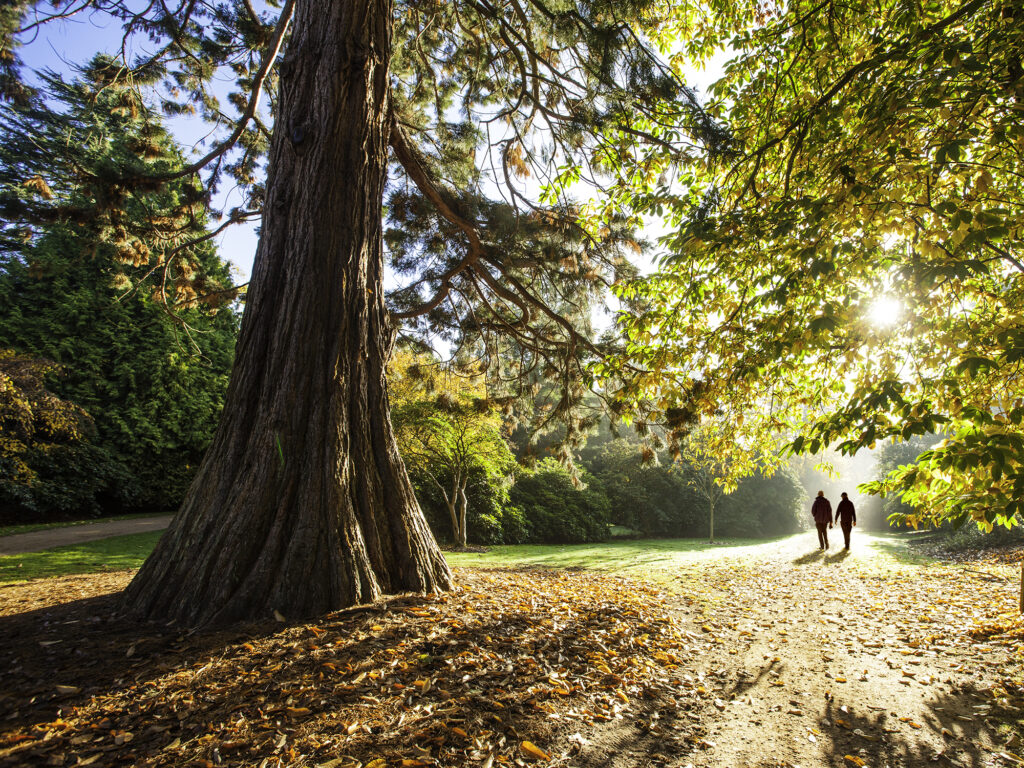 An adult couple walking in The Savill Garden on a shining winter day