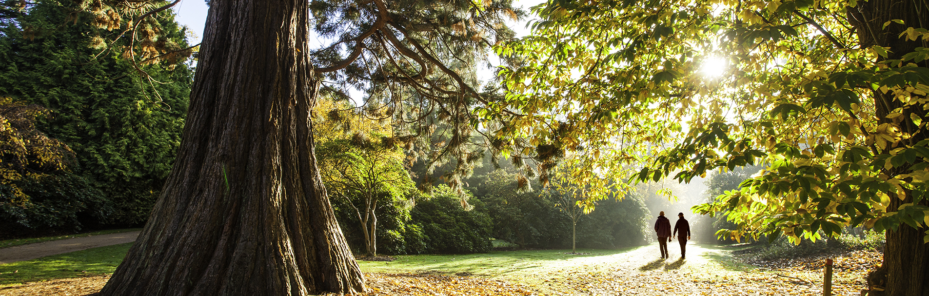 An adult couple walking in The Savill Garden on a shining winter day. 