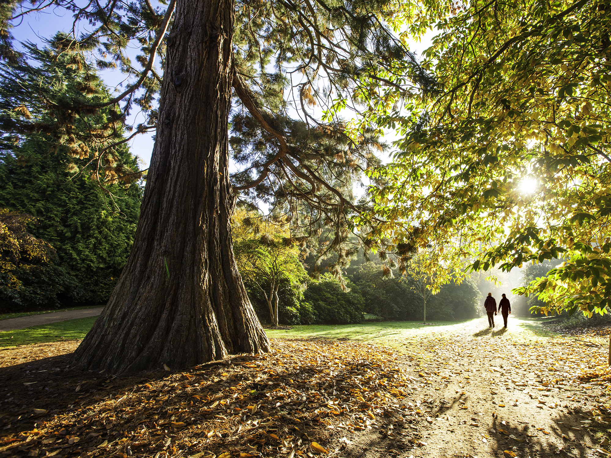 An adult couple walking in The Savill Garden on a shining winter day.