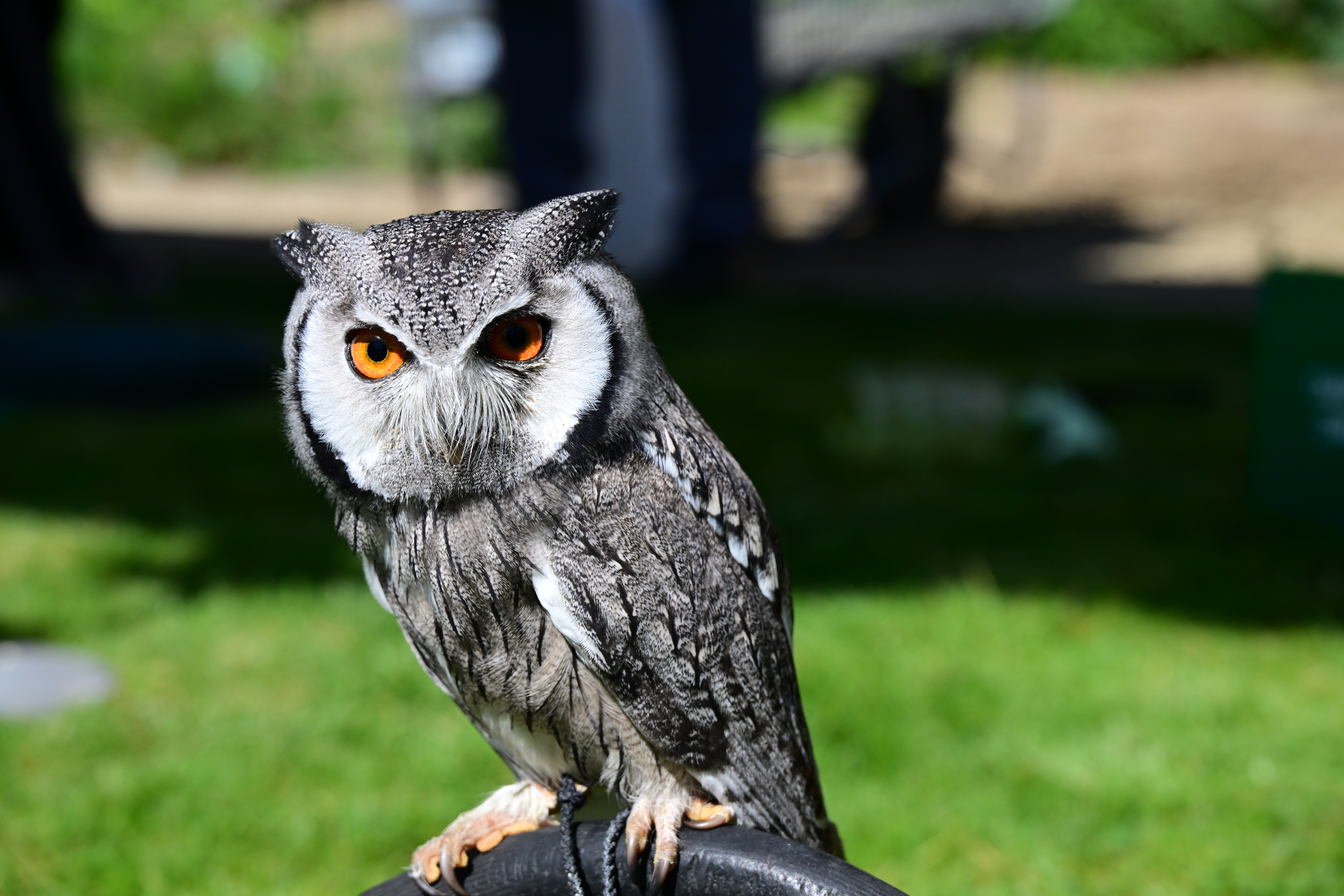 A child holding a large owl on his arm.