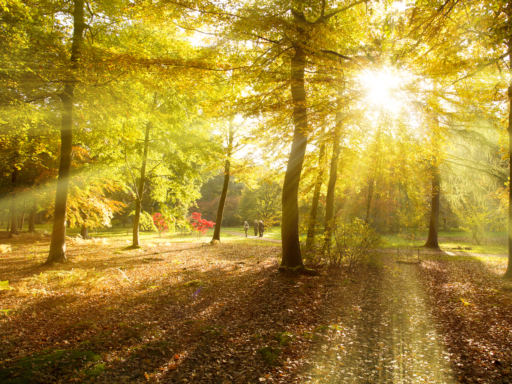 Chapel Wood on a bright winter day with sun shining through the trees.