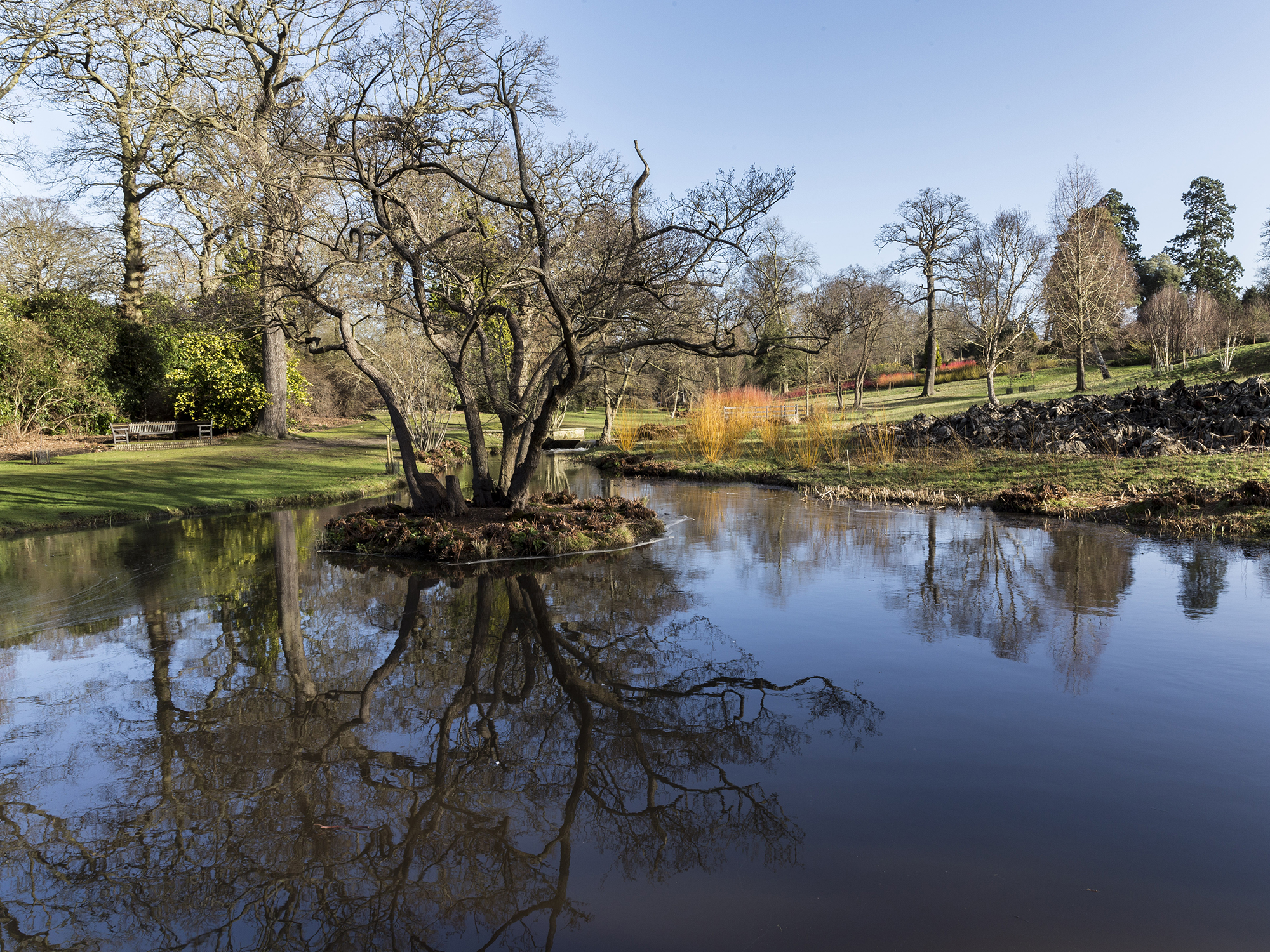 The Savill Garden on a bright winter day with a bare tree and its reflection on still water.