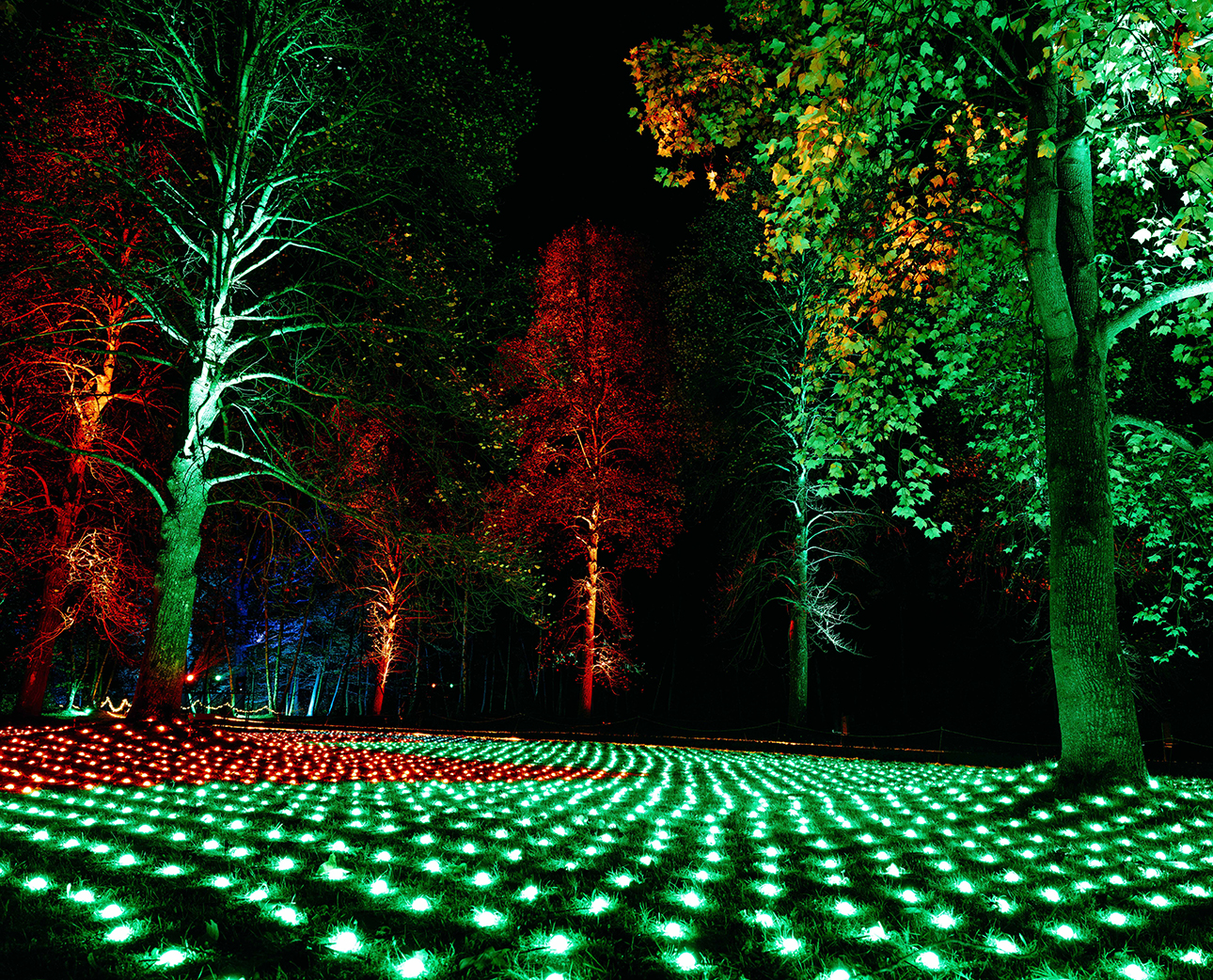 Trees and field area lit up with colourful lights.