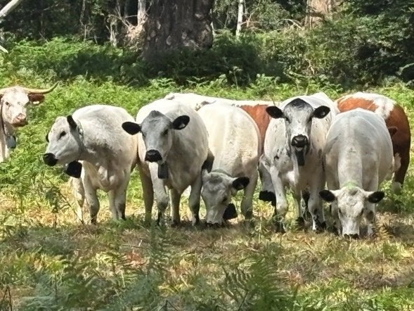 White cows grazing in a field.