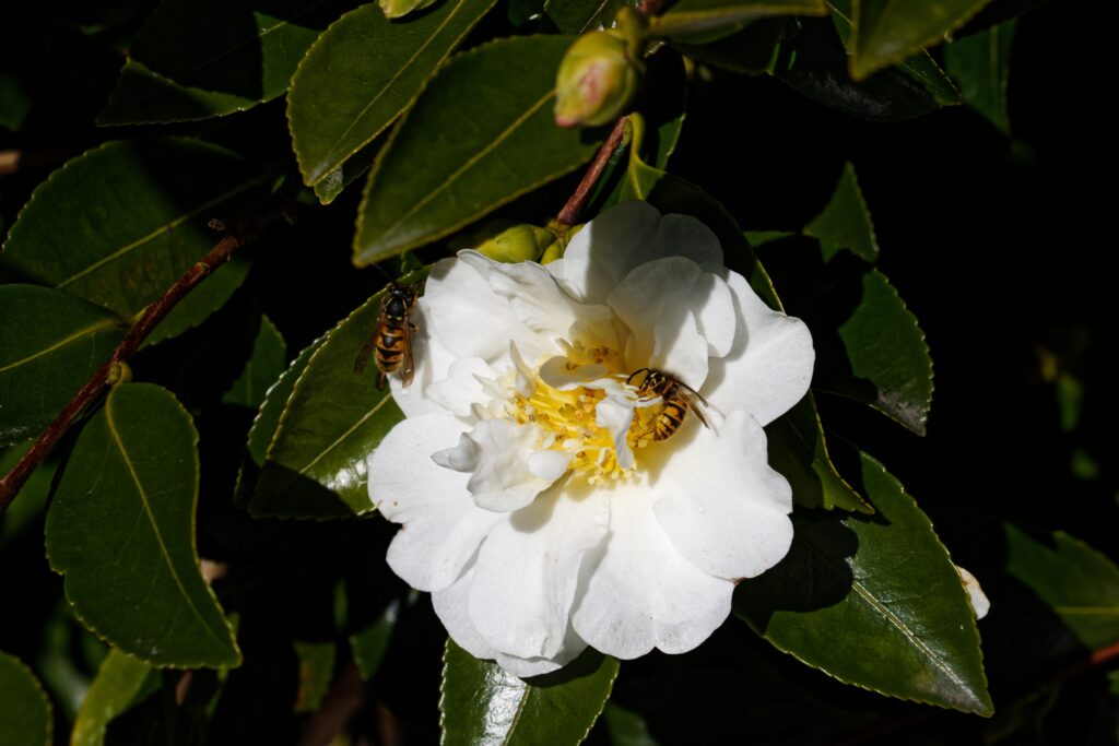 A white flower with bees harvesting pollen.