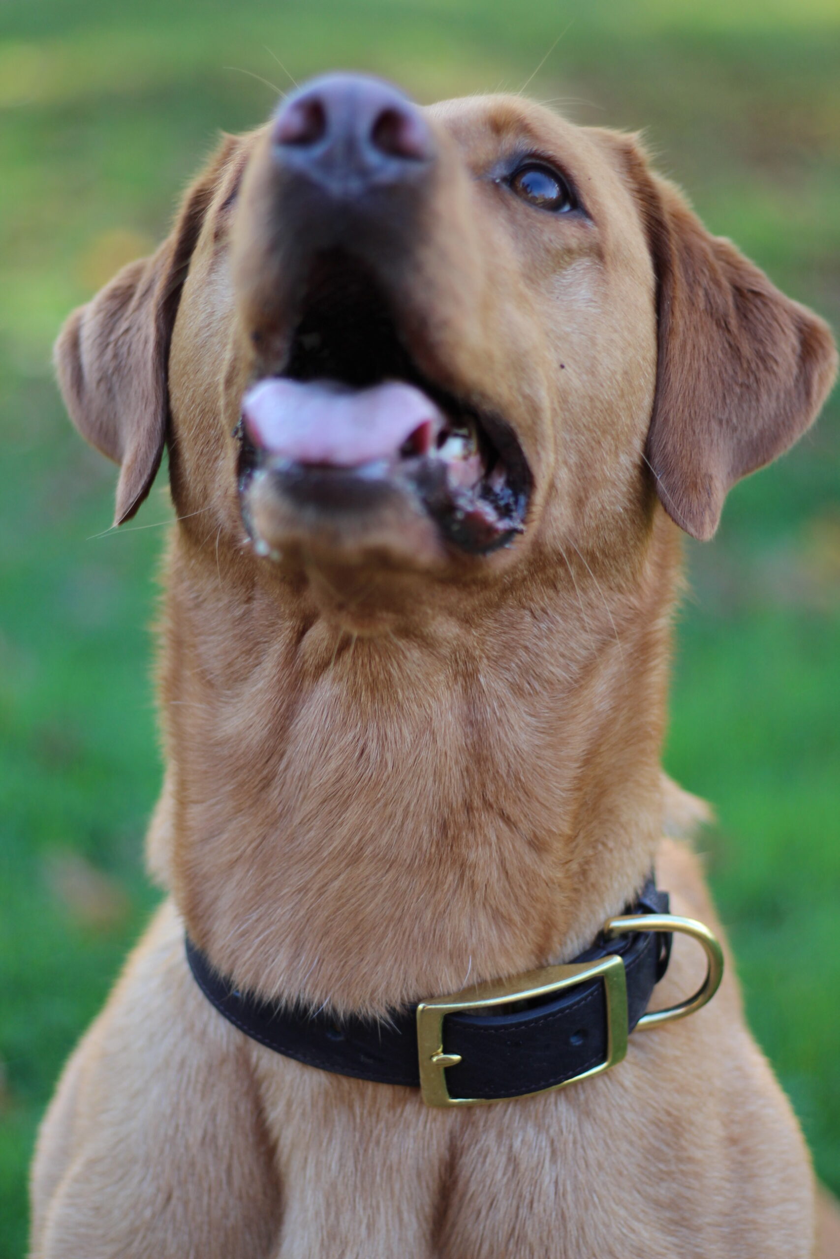 View of American Community School grounds with students.