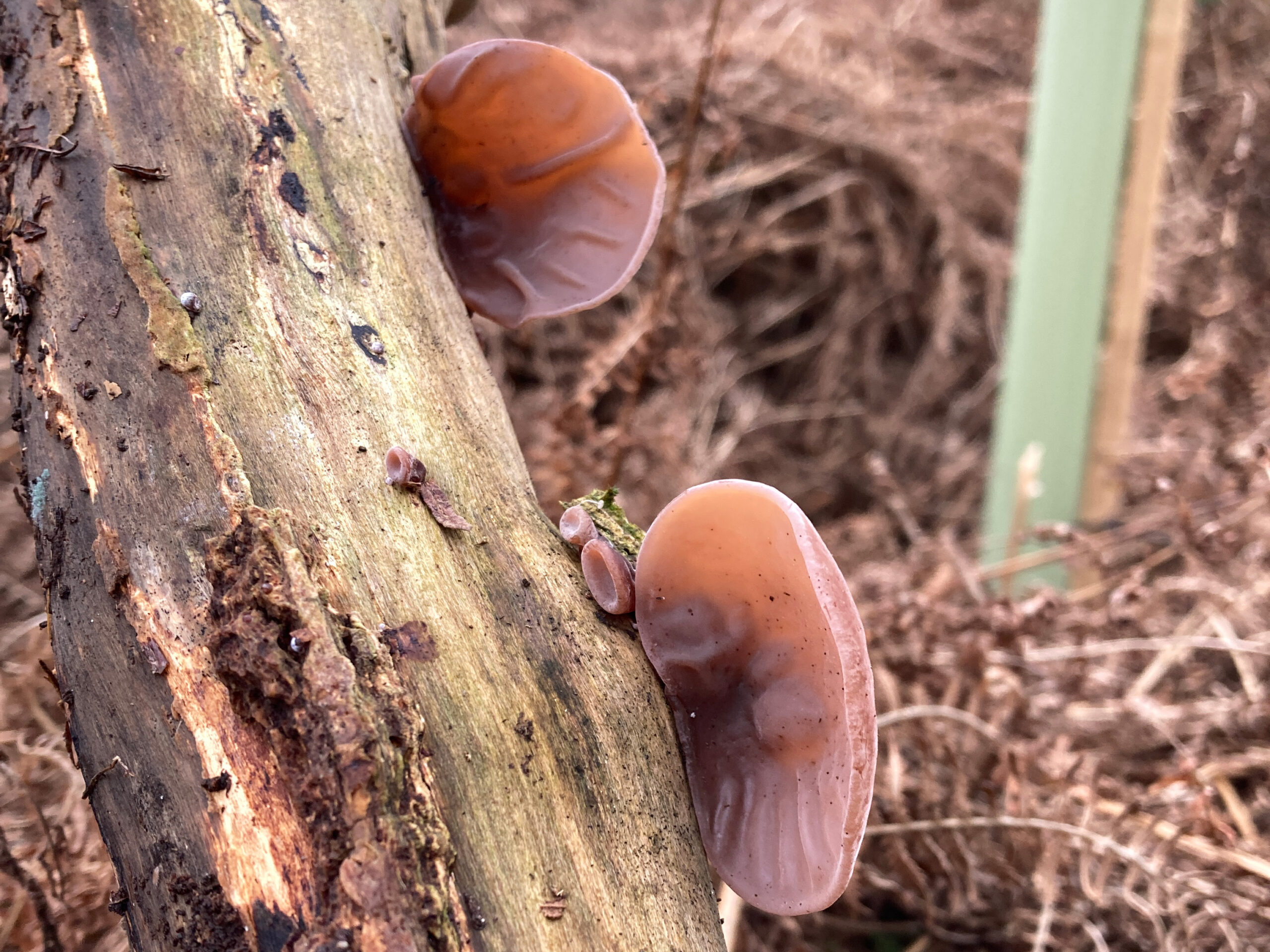 Thin ear-shaped fungi growing from a branch.