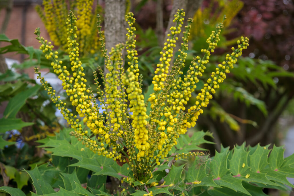Tall stems of small, cup-shaped, yellow flowers.