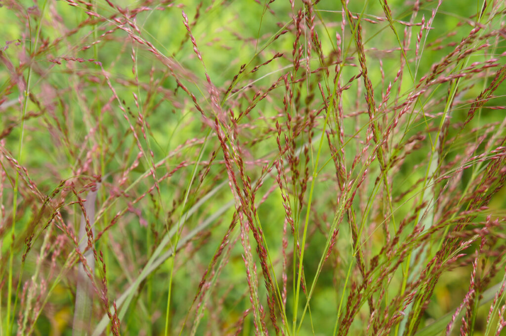 Tall stems with whorls of reddish orange to red flowers.