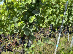 Pinot noir grapes growing on vines.