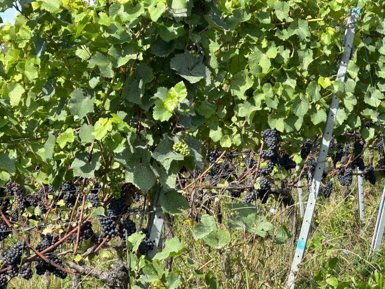 Pinot noir grapes growing on vines.