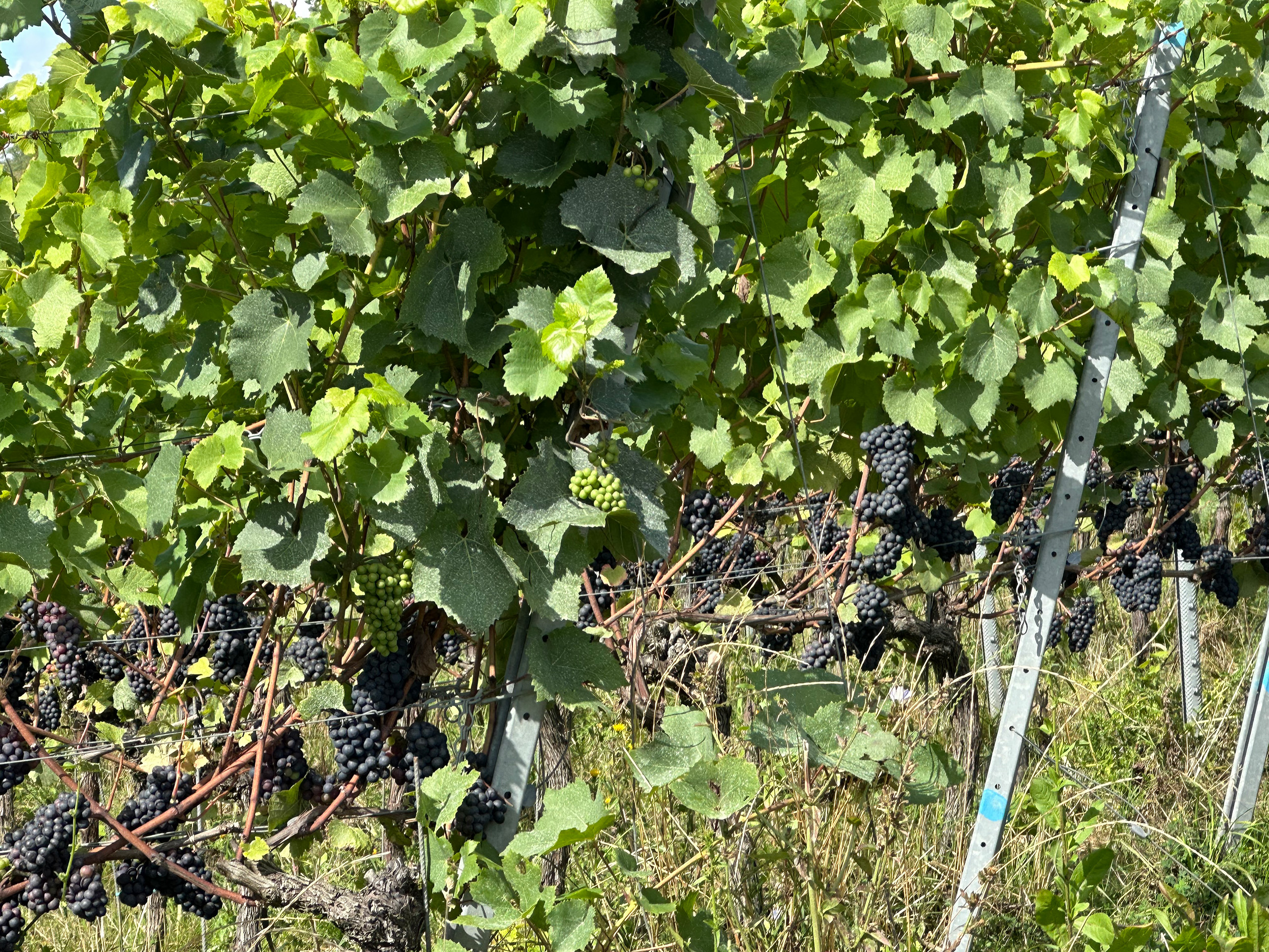 Pinot noir grapes growing on vines.