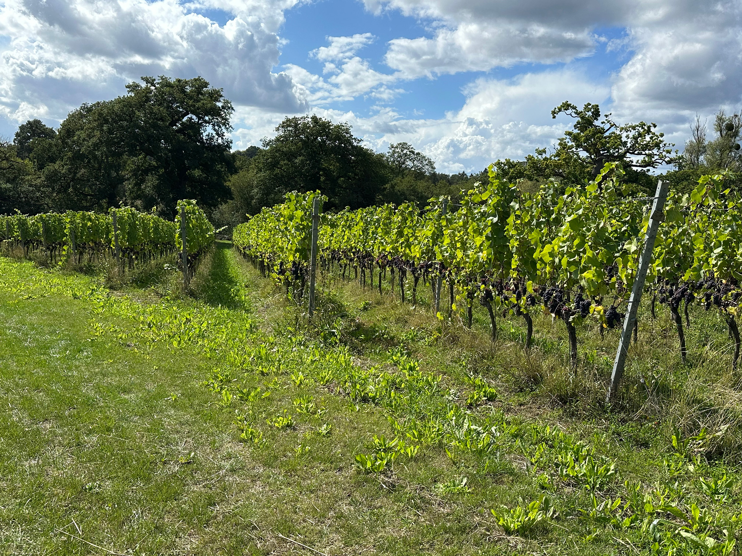 Rows of grape vines.