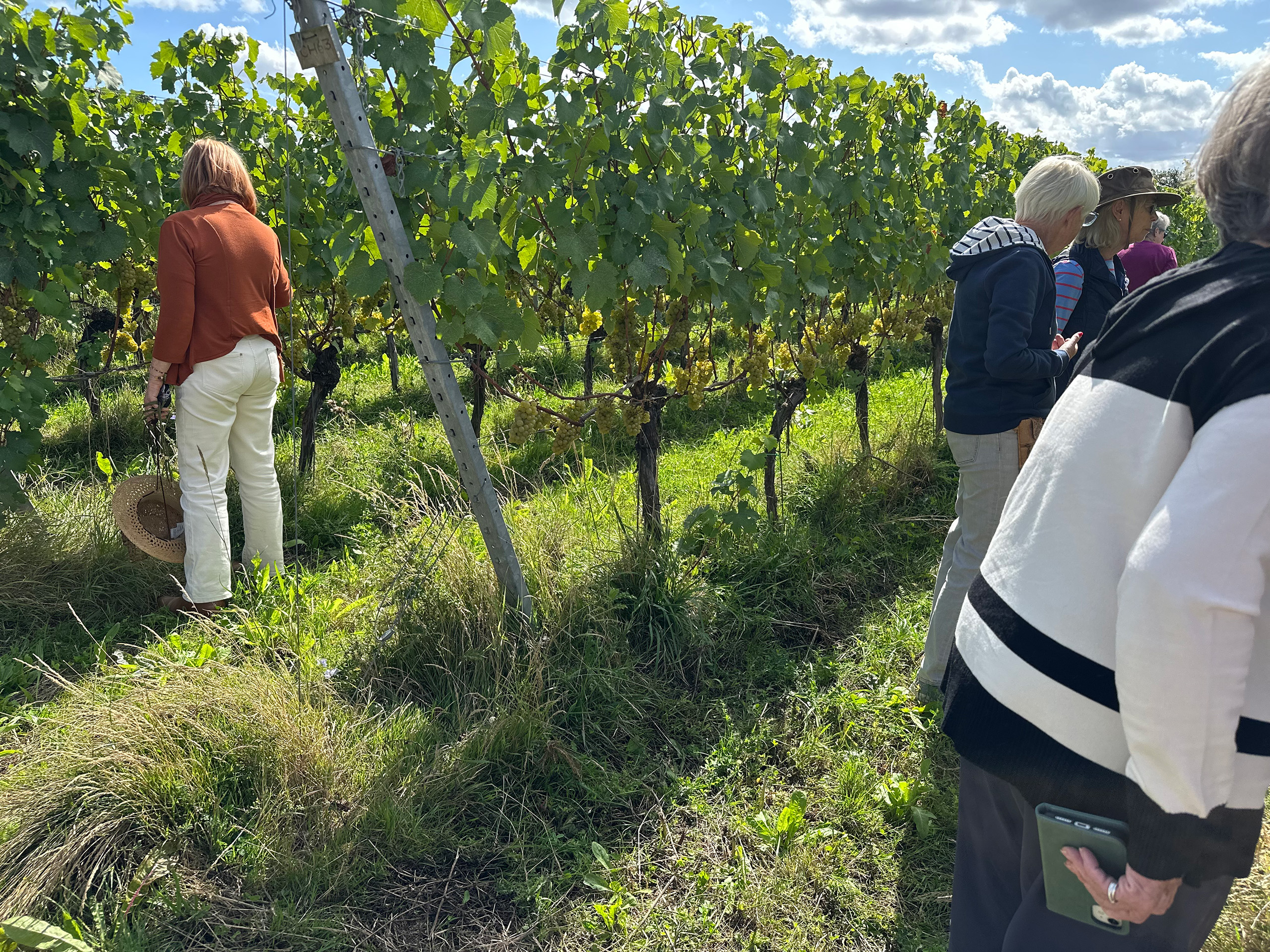 People standing beside rows of grape vines.