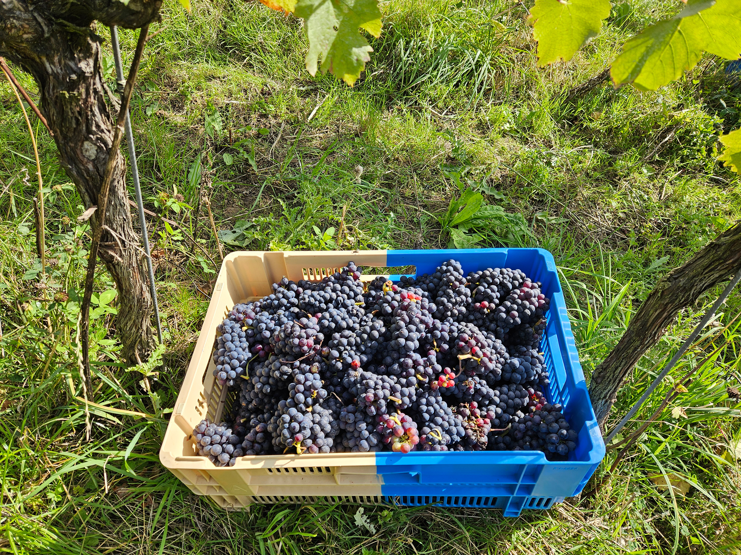 Bunches of picked grapes in a basket.