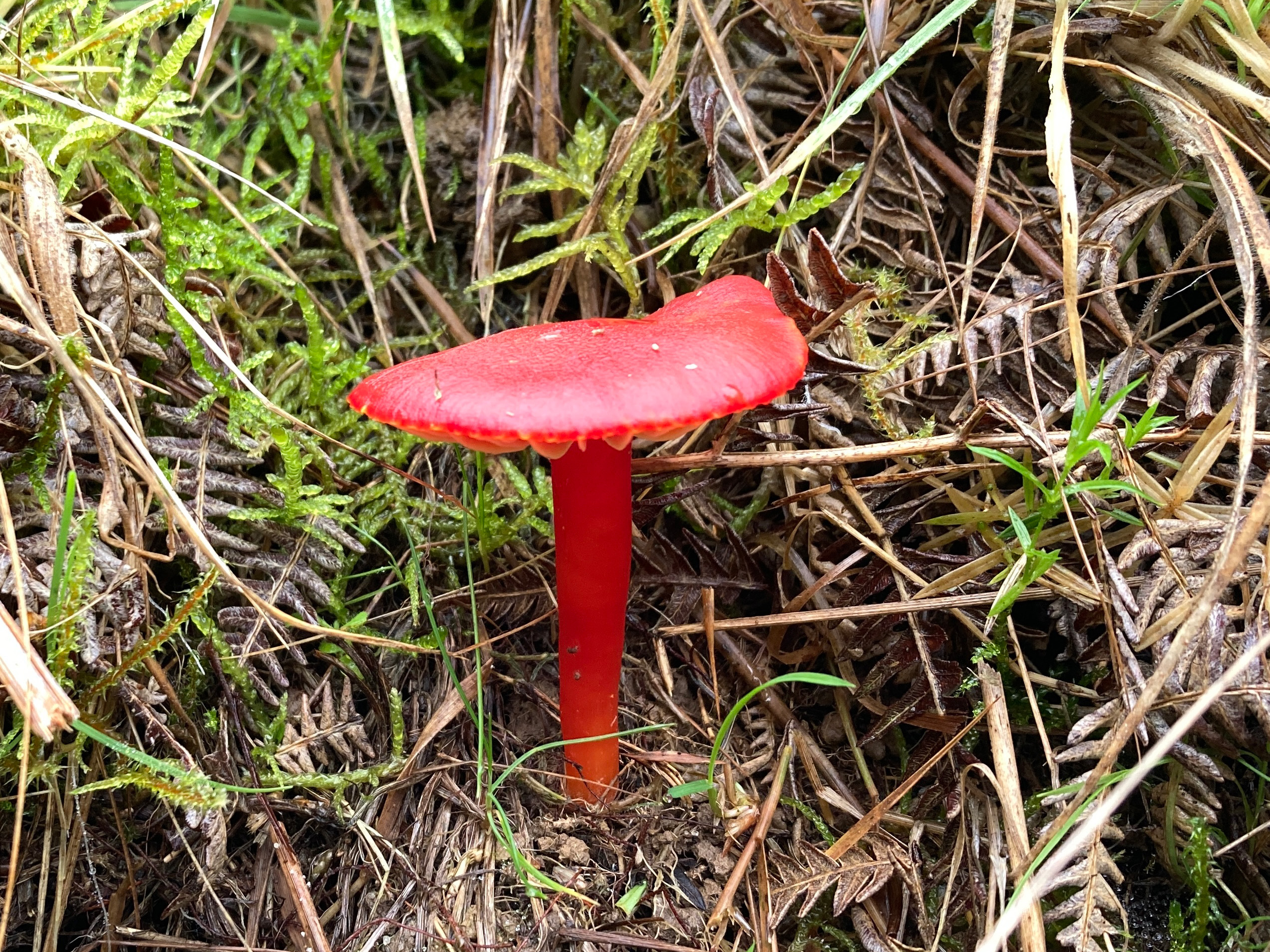 A purely red mushroom stalk and cap surrounded by bracken.