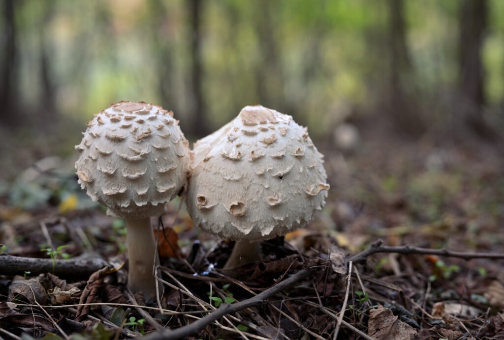 Parasol fungus