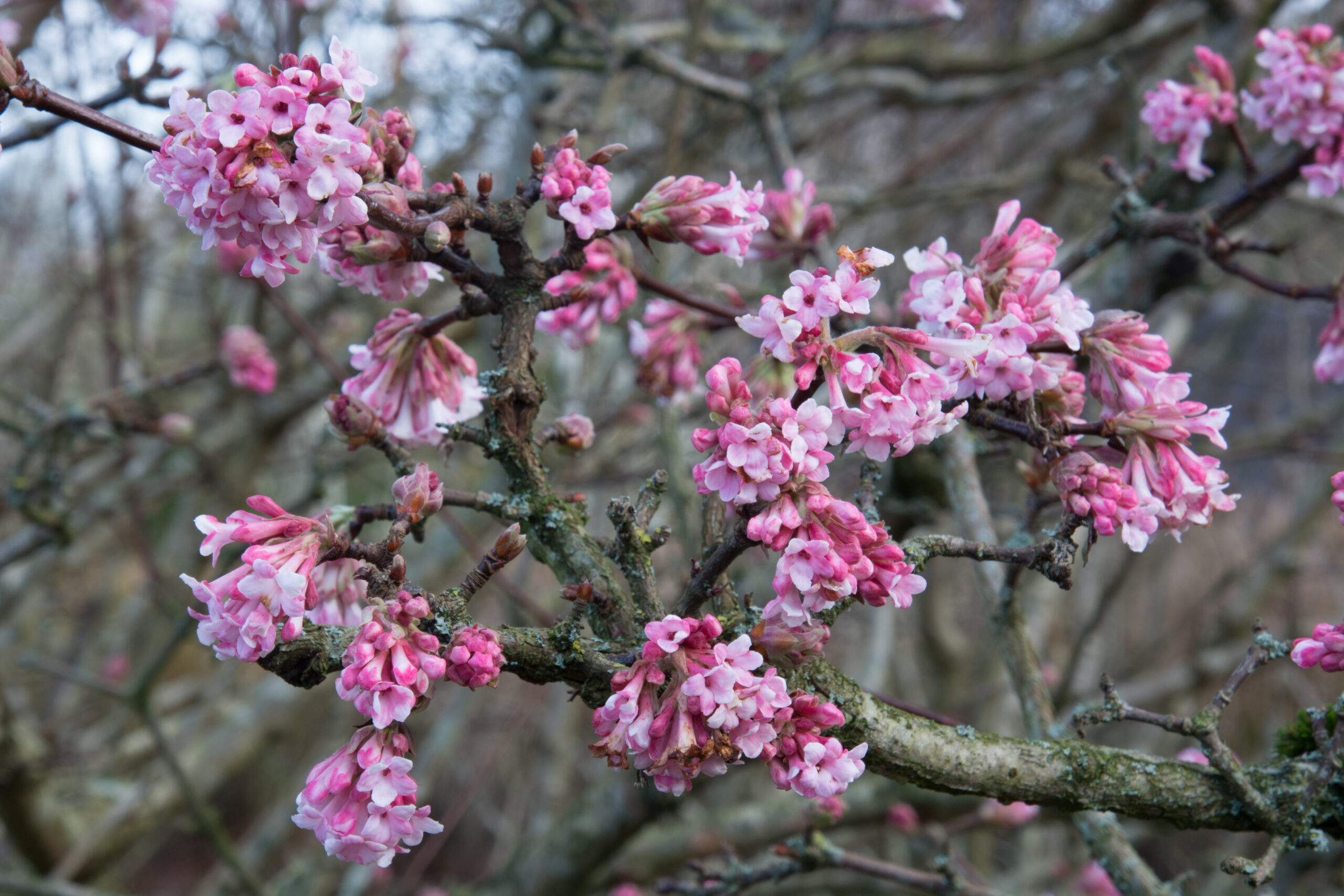Clusters of small pink flowers on bare wood.