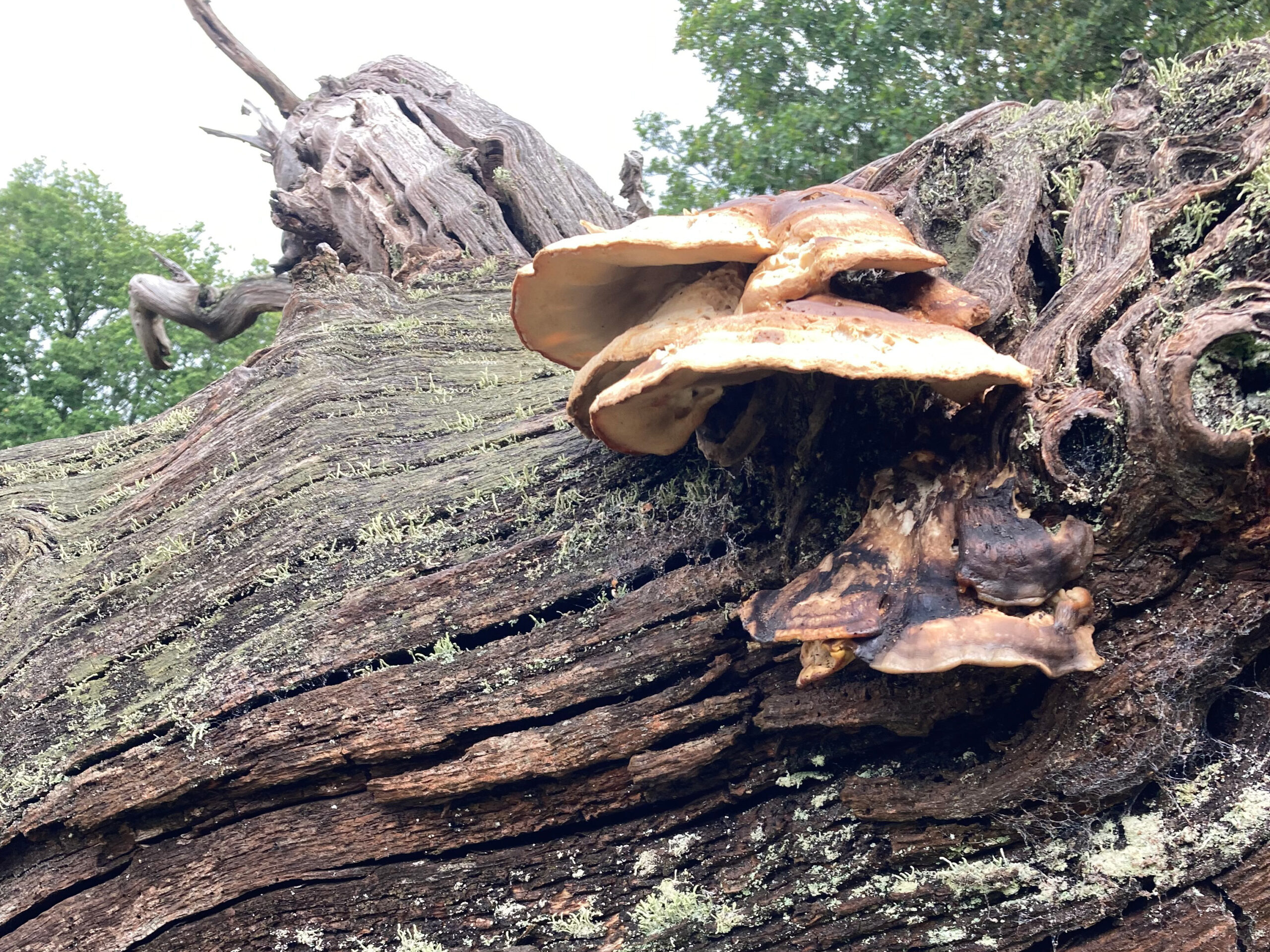 Fungi growing out of a fallen log.